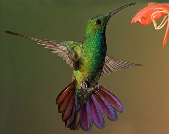 kolibri bird tattoos kolibri bird tattoos